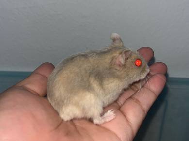 Hamster winter white mata merah jinak