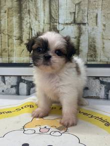 shih tzu 