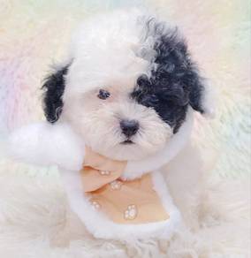 Maltipoo