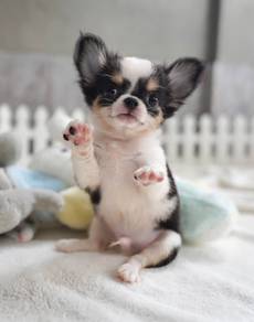 CHIHUAHUA PUPPIES VIP123🌷Head Apple Cute Dog Boy