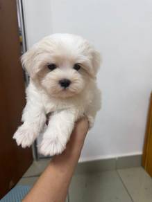 Maltese MKA