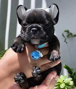 FRENCH BULLDOG PUPPIES 🌻VIP28  Boy~Girl