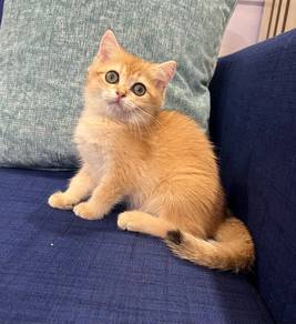 Golden Bsh Kitten