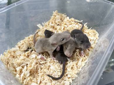 fancy rat
