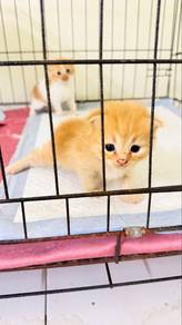 ReHome BSH