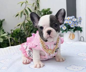 FRENCH BULLDOG PUPPIES 🌻VIP53 Girl - Blue Pied