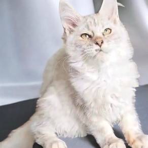 Mainecoon pure kittens