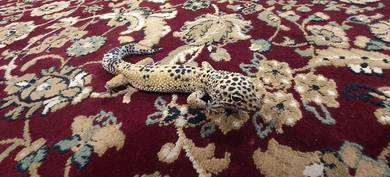 Adult Leopard gecko for sale (5 years)