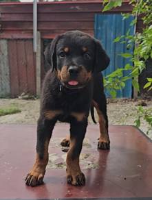Rottweiler
