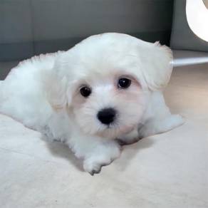 Maltese A quality