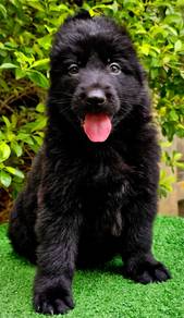 GERMAN SHEPHERD PUPPIES F33 🐻 Beautiful Big Size