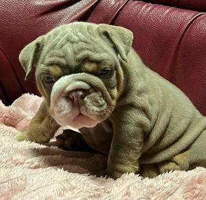 ENGLISH BULLDOG PUPPIES  Male C064