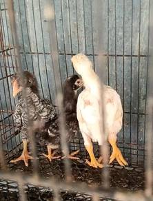 ayam koshamo 3 ekor
