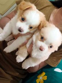 Chihuahua ~4