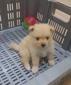 Tiny Pomeranian