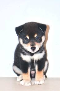 i5 Charming Shiba Dog