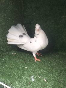 burung merpati fantail betina induk