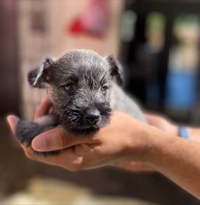 Schnauzer