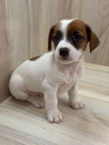 Jack Russel