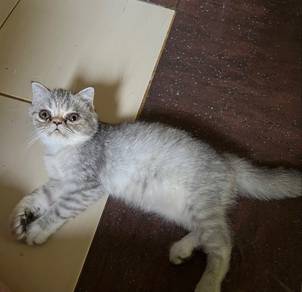 Nonstandard munchkin