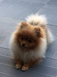Joyful Pomeranian fluff thick hair puppy Dog