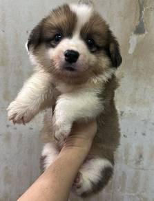 柯基女 长毛
Corgi 
Female

