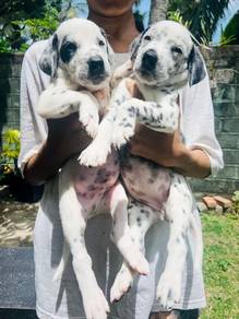Dalmatian-