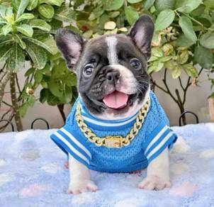 FRENCH BULLDOG PUPPIES 🌻L171 Cow Pattern New BOY