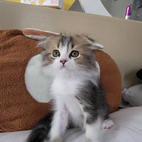 Ragdoll x Scottish Fold