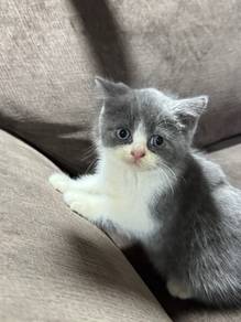 British Short Hair Kitten Bicolor