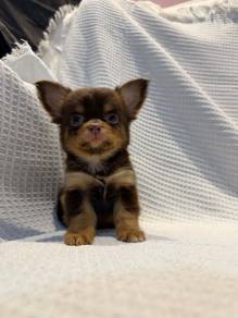 Long Coat Chihuahua male 🍫🐾