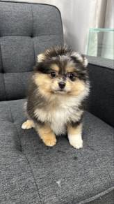 Rare Color Female Pomeranian Puppy F382