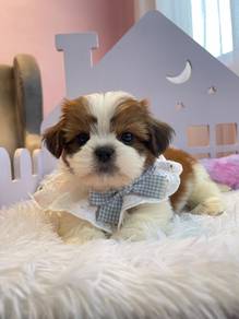 Shihtzu male 🐾