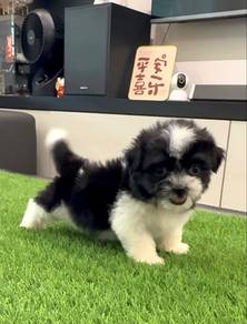 Short legs Shihtzu