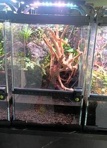Paludarium Premium Set Lengkap Siap Susun