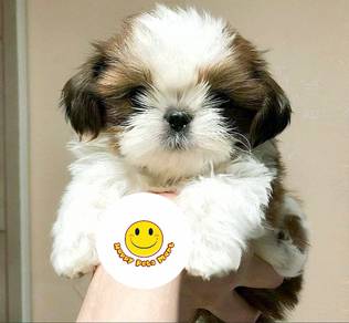 Hrrr_BB606 Shih Tzu puppies dogs