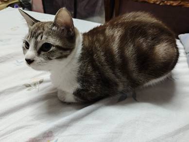 Cat(Male/Female) to Re-home (Free)