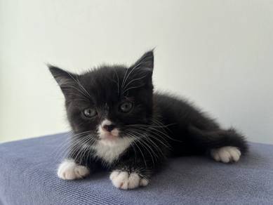 Munchkin Kitten