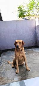 pair of adult dog for adoption