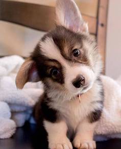 Puppers Corgi Adorable Short Leg Puppy Puppy Dog