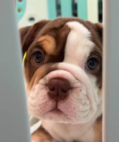 ENGLISH BULLDOG PUPPIES VIP32 🐻 BullDog Male