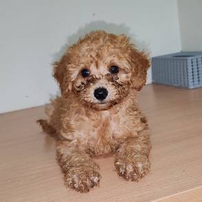 Toy poodle