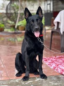 Full black german shepherd