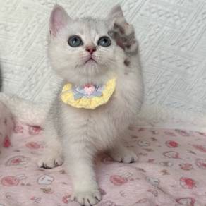 bsh silver