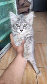 Kucing Comel Kelabu
