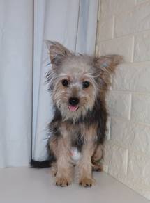 J0544 Silkese Fluffy Little Bear Baby Puppy