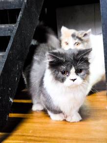 Munchkin Minuet Female Kitten 