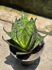 Snake Plant 