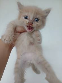 Milktea Persian mix