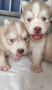 Husky wooly female